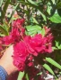 Продавам зокум олеандър, снимка 2