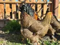 Продавам разплодни яйца от Яребична брама [Partridge Brahma], снимка 4
