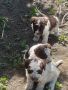 Кученца италиански лагото ромаьоло,две женски и две мъжки., снимка 5
