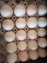 Разплодни яйца от селски пуйки , снимка 5