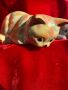 Английска порцеланова котка, снимка 1 - Декорация за дома - 45339702