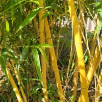 Бамбук студеноустойчив с корен, снимка 10 - Градински цветя и растения - 41115267