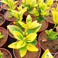 Евонимус Ауреа, студоустойчив и вечнозелен!!, снимка 2 - Градински цветя и растения - 44605545