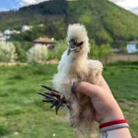 Пилета Копринки, снимка 1 - Кокошки и пуйки - 45596597