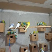 Вълнисти папагали , снимка 2 - Папагали - 45385413