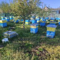 Пчелни семейства, снимка 1 - За пчели - 45187948