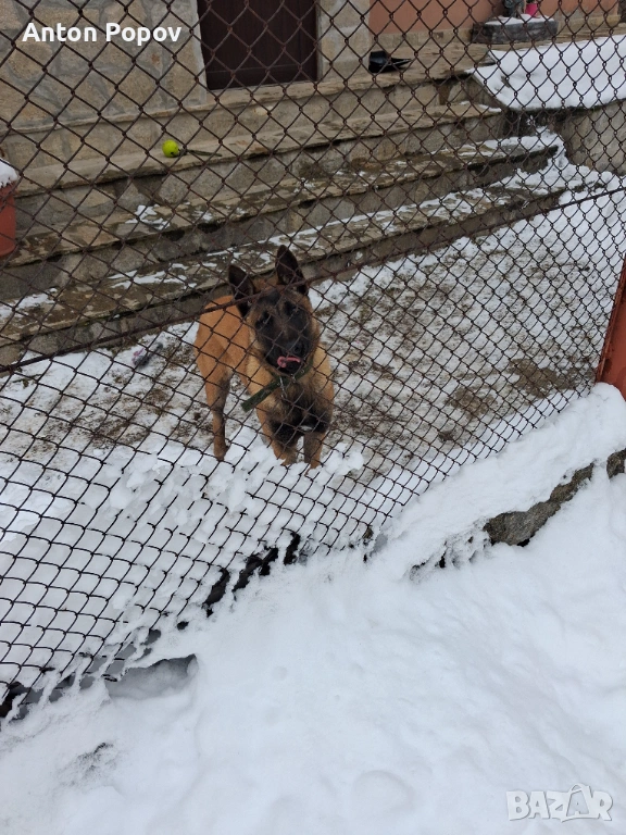 Белгийска овчарка 6м., снимка 1