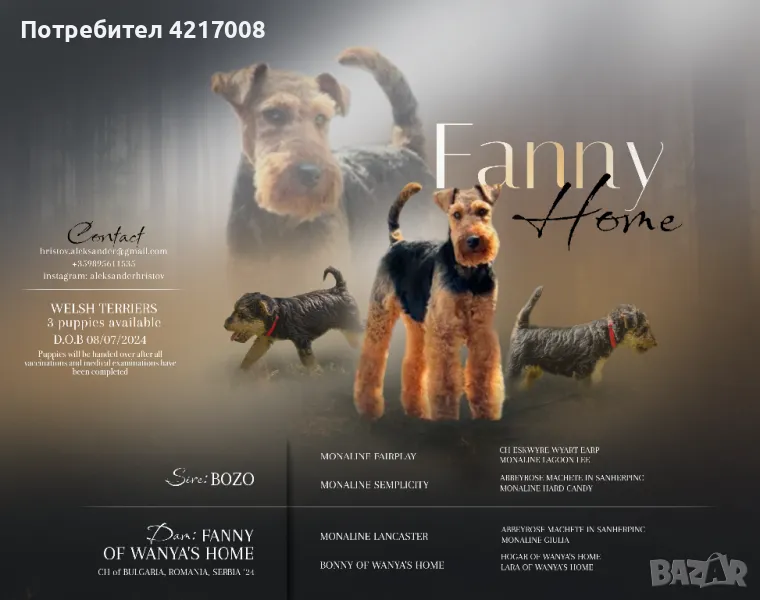 Уелски Териер welsh terrier , снимка 1