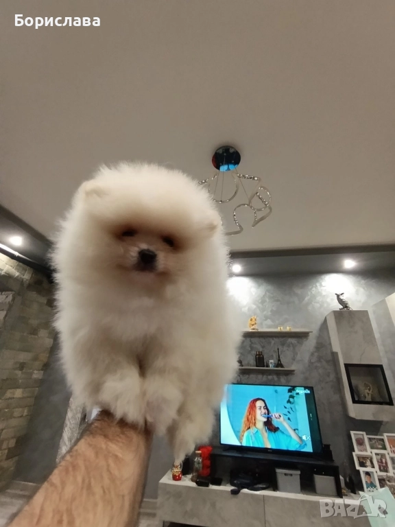 Момченца померани търсят любящи стопани , снимка 1
