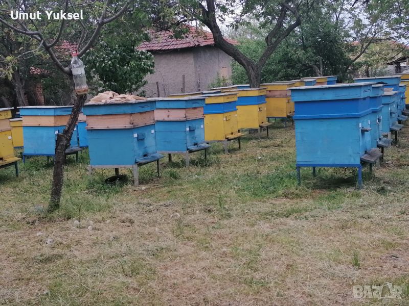 Продавам пчелни семейства и инвентар, снимка 1