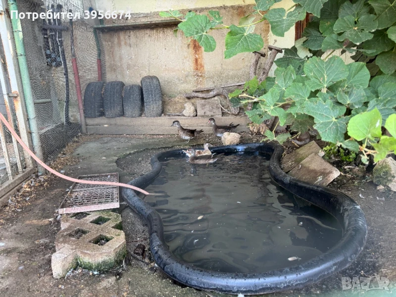 Патици Каролина, снимка 1