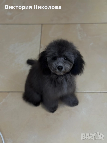 той пудел - Сребърен , снимка 1