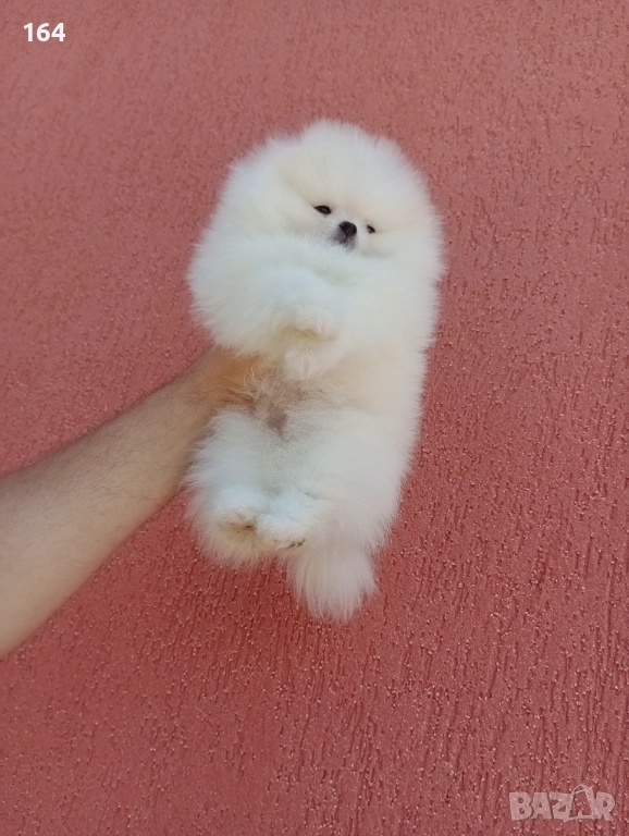 Мъжки Померан. Клип. Бяло мече, снимка 1