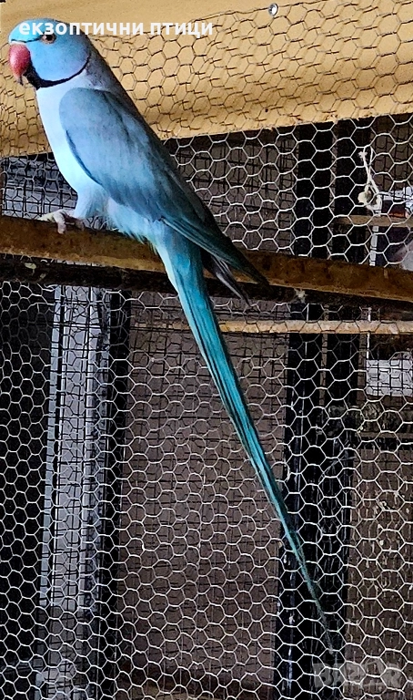 Продавам двойка М. Александри , снимка 1