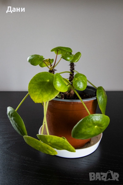 🌿 Китайска паричка (Pilea peperomioides) – 3 растения в саксия 🌿, снимка 1