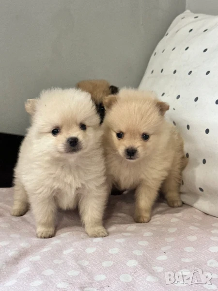 Померан , снимка 1