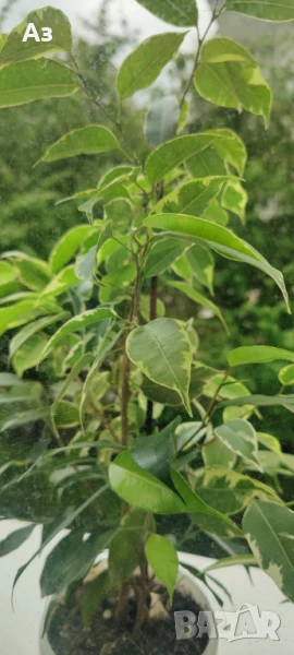 Продавам Бенджамини - различни видове, снимка 1