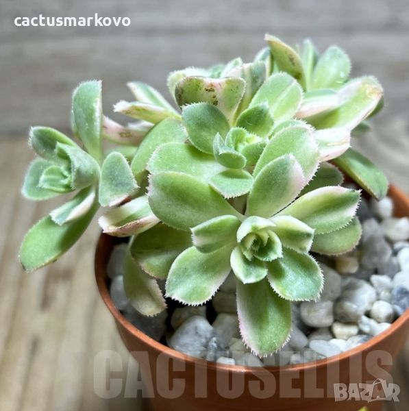 Aeonium castello-paivae f. variegata, снимка 1