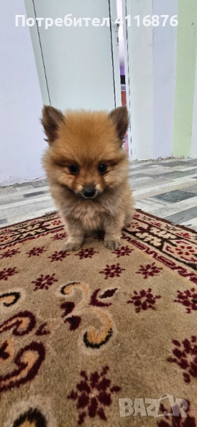 ПОМЕРАН, снимка 1
