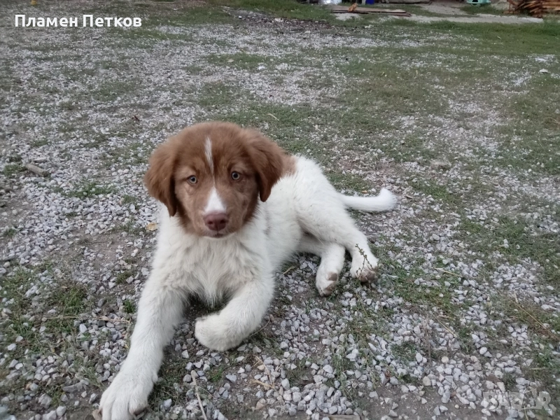 Българско овчарско куче , снимка 1