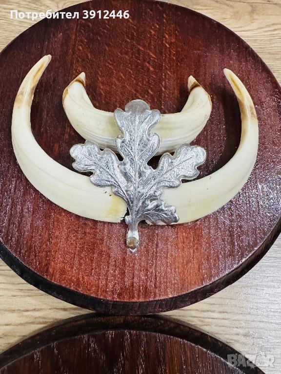 Трофейни зъби от глиган , снимка 1