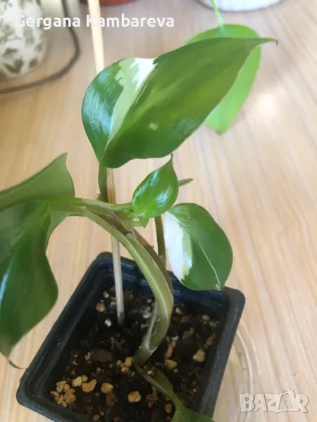 Philodendron White Knight , снимка 1