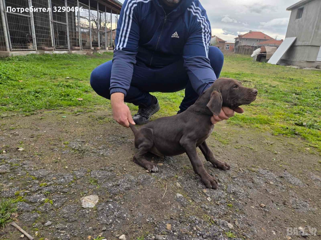 Мъжки Курцхаар , снимка 1