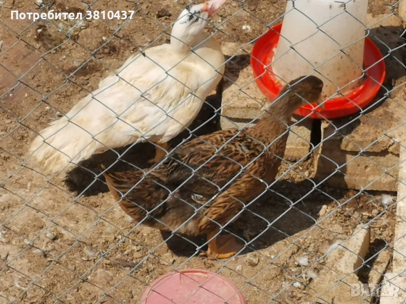 продавам млади руански патици , снимка 1