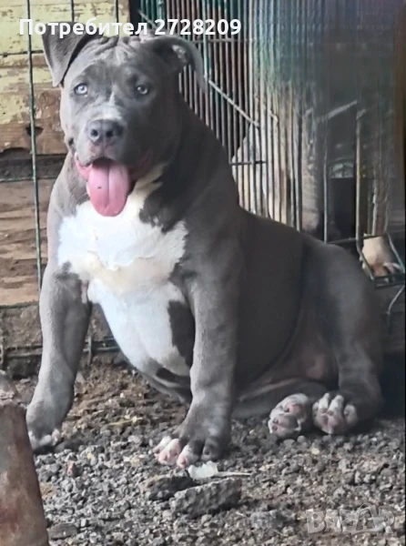 Американско Були Хл/American Bully XL , снимка 1