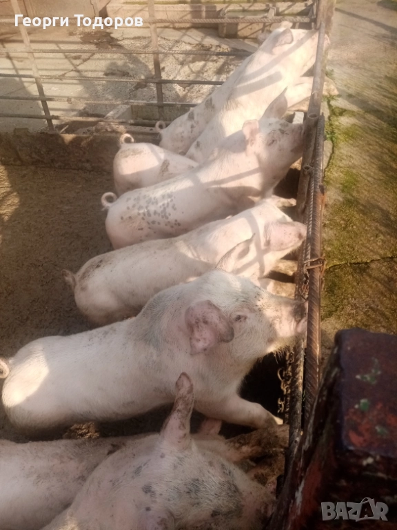 Малки прасенца , снимка 1