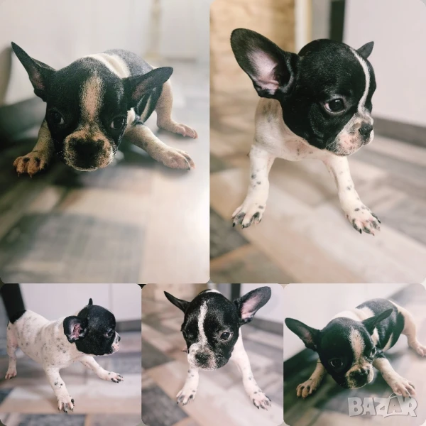 Френски булдог - породист, снимка 1