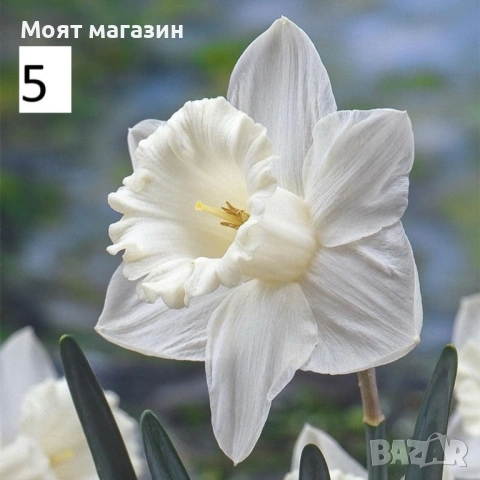 Нарциси 5вида, снимка 5 - Градински цветя и растения - 53641366