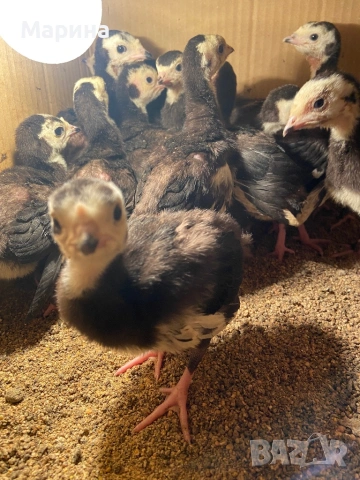 АРТИСАН, грСвищов