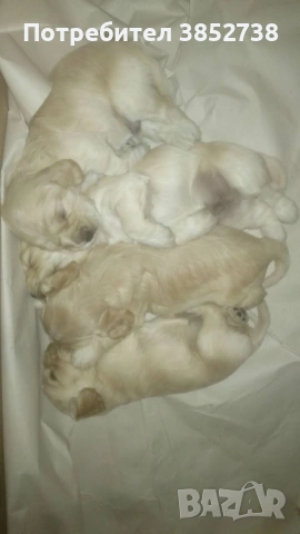 Продавам най-хубавите кокери