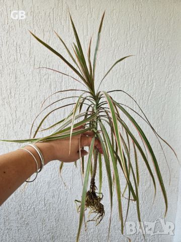 Драцена Маргината Триколор Dracaena Marginata Tricolor, снимка 1 - Стайни растения - 46391191