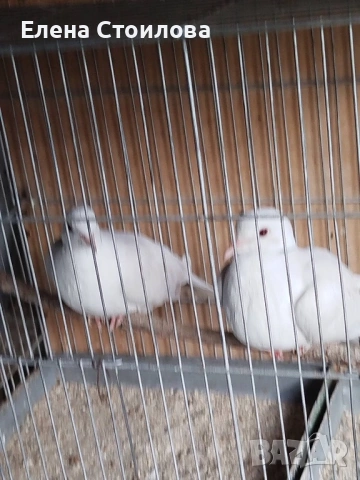Гугутки и гълъби , снимка 12 - Гълъби - 53829038