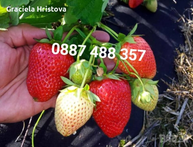 Продавам разсад ягоди , снимка 12 - Разсади - 53599322