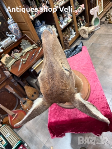 Голям ловен трофей кошута №7446 , снимка 2 - Антикварни и старинни предмети - 51971740
