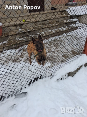 Белгийска овчарка 6м.