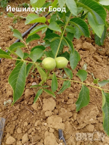 Орехови фиданки. Orehovi fidanki