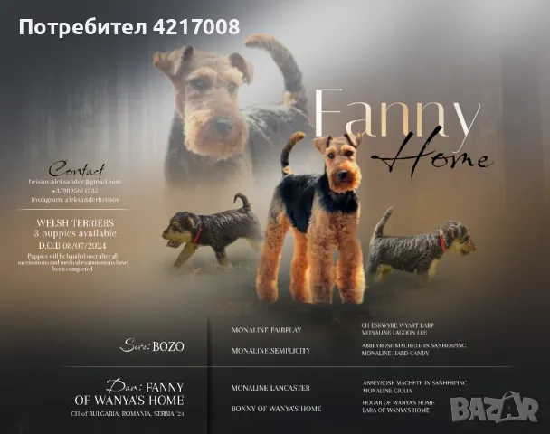 Уелски Териер welsh terrier , снимка 1 - Други - 47060691