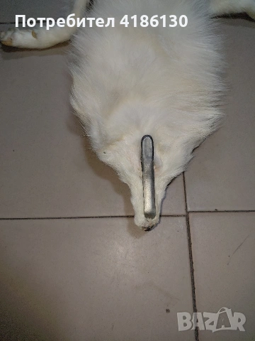 Не ползвана кожа,голям размер от бяла лисица., снимка 5 - Шалове - 53750151