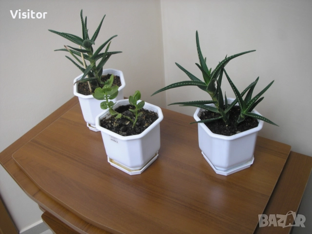 фотоапарат Olympus IR-300, снимка 12 - Фотоапарати - 51710319