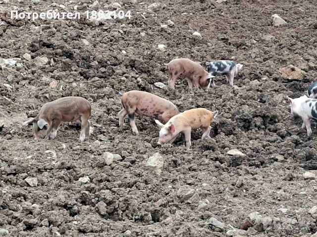 Продавам малки прасенца, снимка 2 - Прасета - 54206365