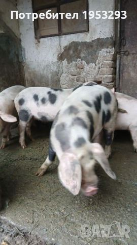 Прасета елитни българска бяла , снимка 2 - Прасета - 52567518