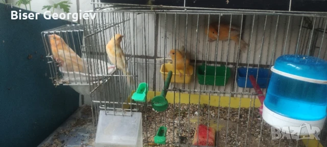 канарчета млади , снимка 2 - Папагали - 51174554