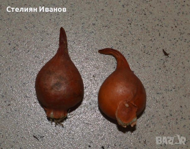 Лале (Tulipa clusiana 'Lady Jane') - луковици, снимка 2 - Сортови семена и луковици - 52970997