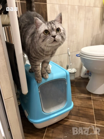 Подарявам Английски късокосмет котарак, снимка 3 - Британска късокосместа - 53322189