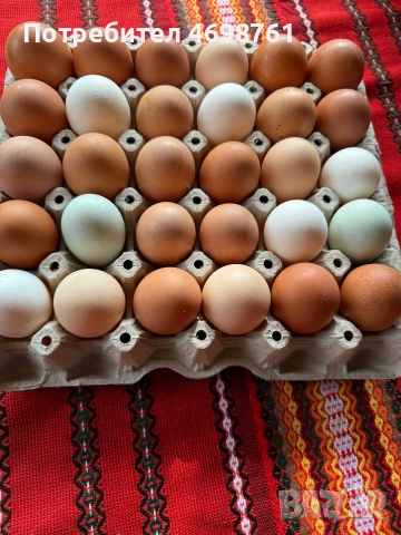 продавам петли и кокошки, снимка 13 - Кокошки и пуйки - 52968488