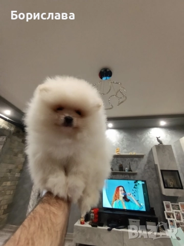 Момченца померани търсят любящи стопани 